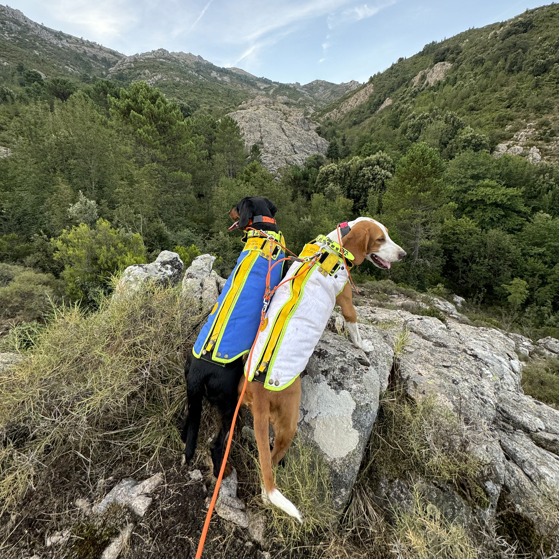 Gilet pour chien Guerrino sur mesure Gilets de protection chien