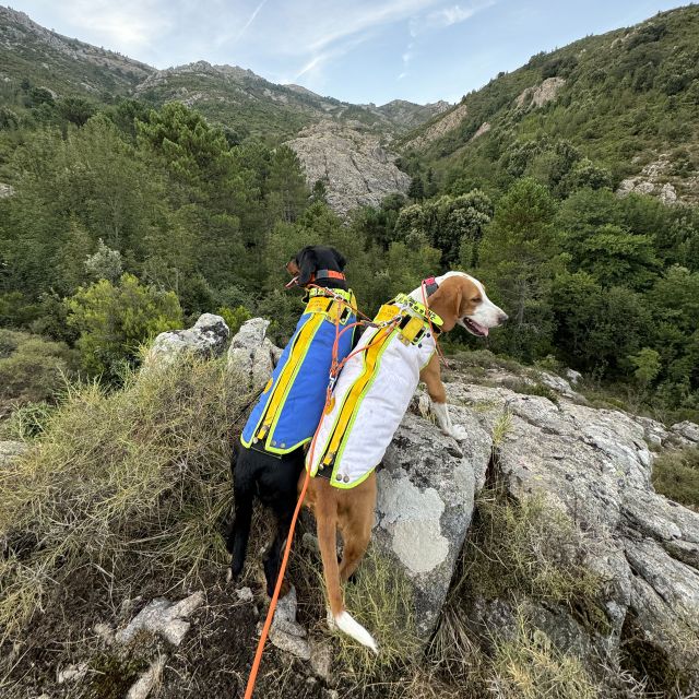 Bespoke Guerrino Dog Vest Dog protection vests